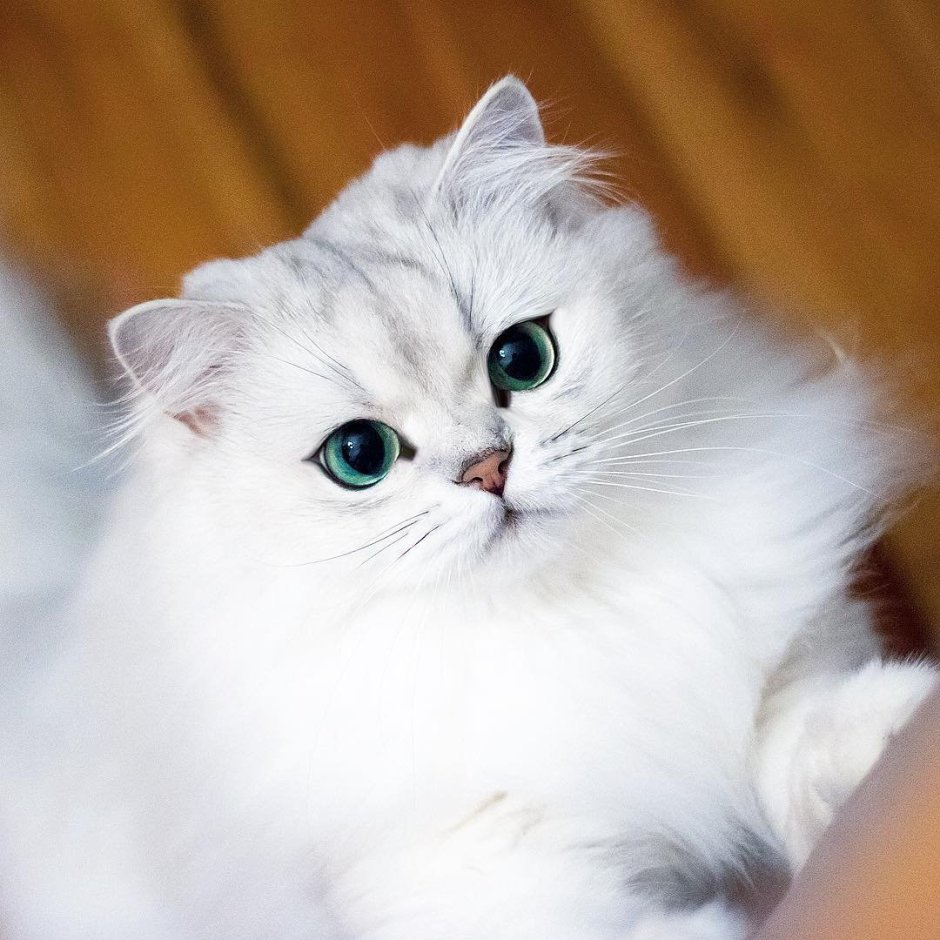 Персидская шиншилла кошка