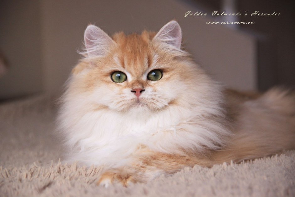 Британская длинношерстная шиншилла