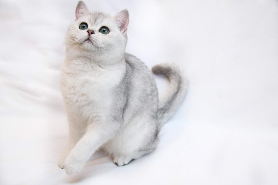 Шотландская вислоухая шиншилла длинношёрстная