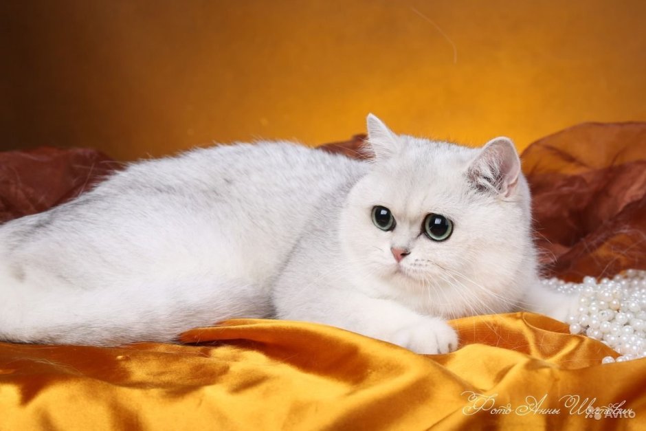 Хайленд страйт Золотая шиншилла