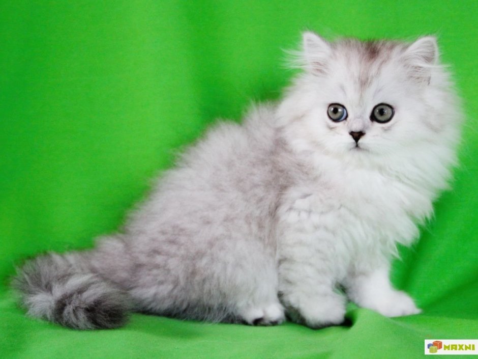 Британская шиншилла длинношерстная кошка