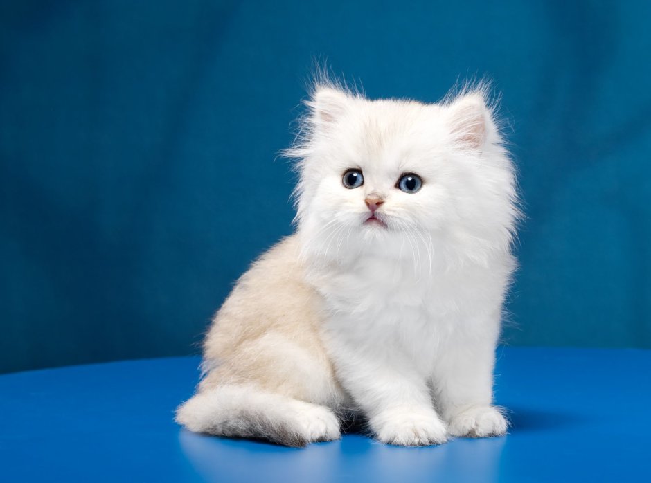 Британская шиншилла серебристая затушеванная