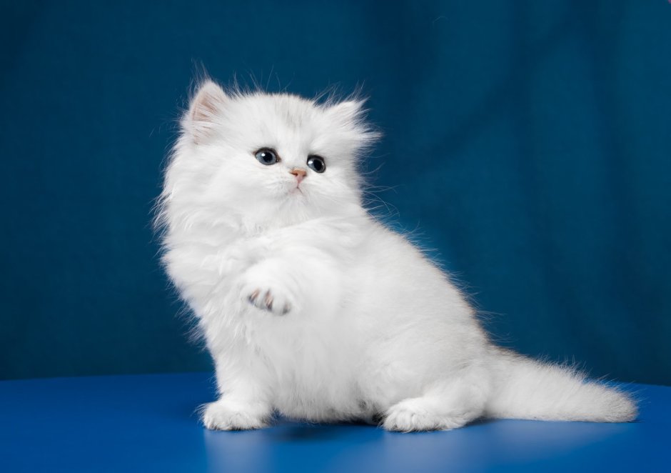 Британская серебристая шиншилла кошка