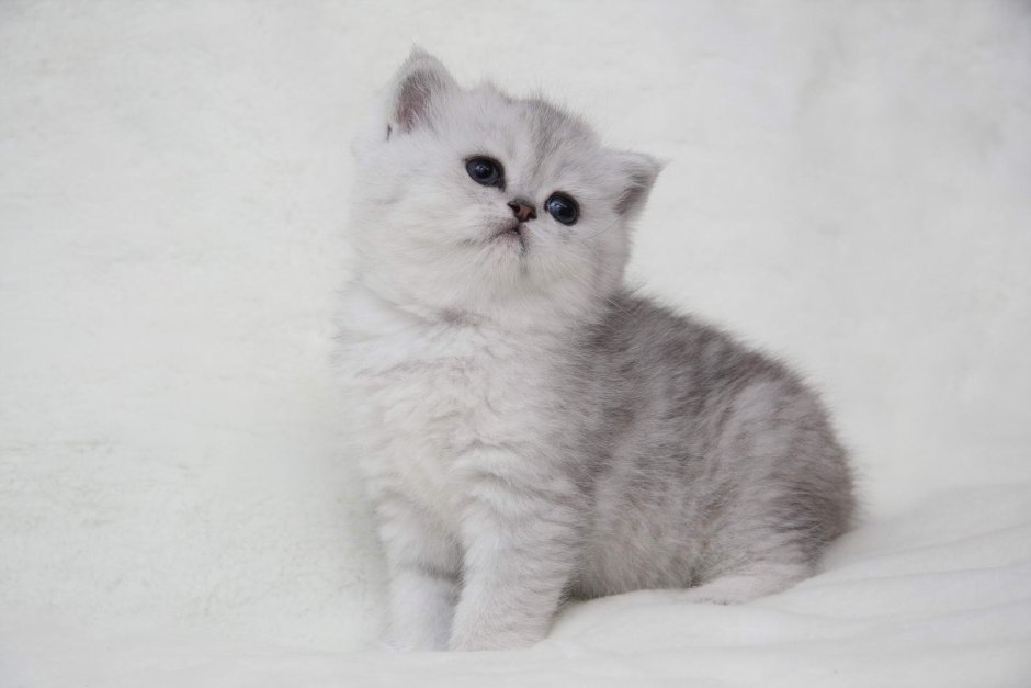 Золотая шиншилла длинношерстная