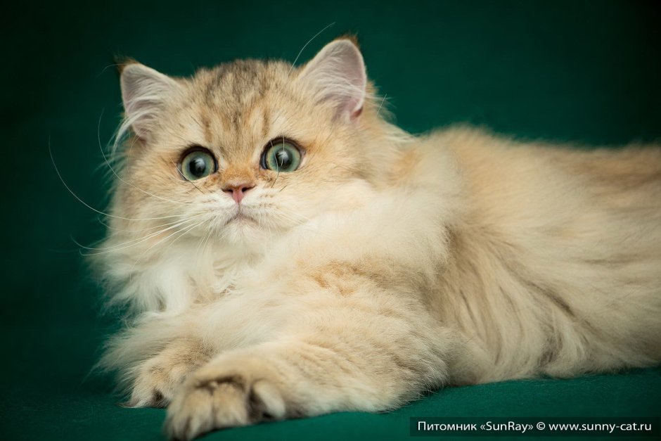 Персидская шиншилла