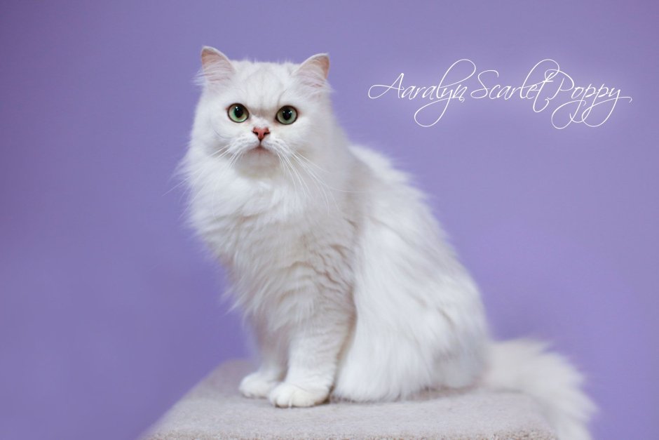 Британская длинношерстная шиншилла