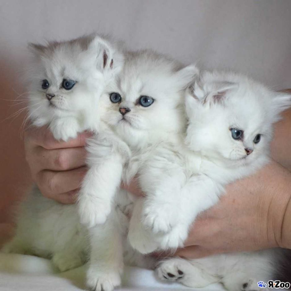 Белая Британская шиншилла Коби