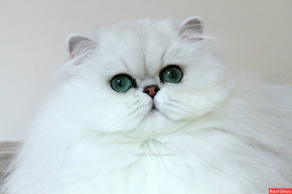 Бурмилла шиншилла