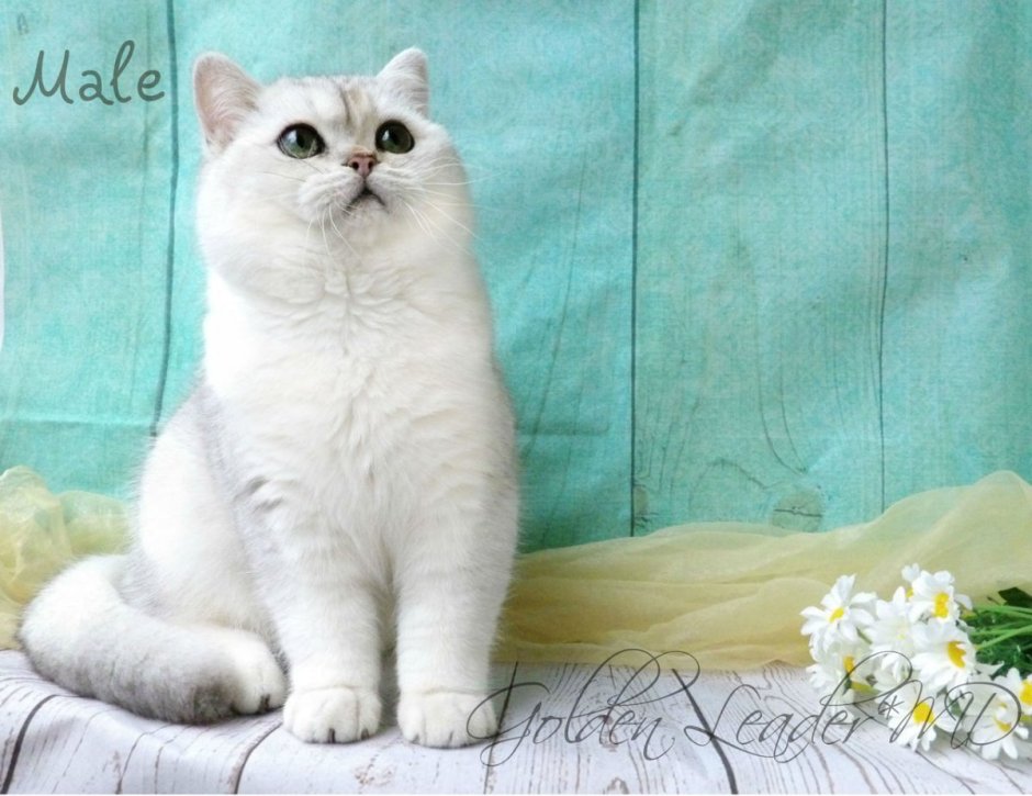 Серебристая шиншилла кошка
