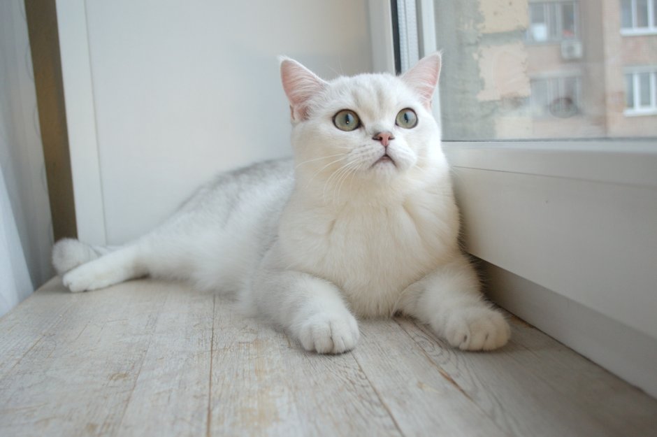 Британская шиншилла длинношерстная кошка