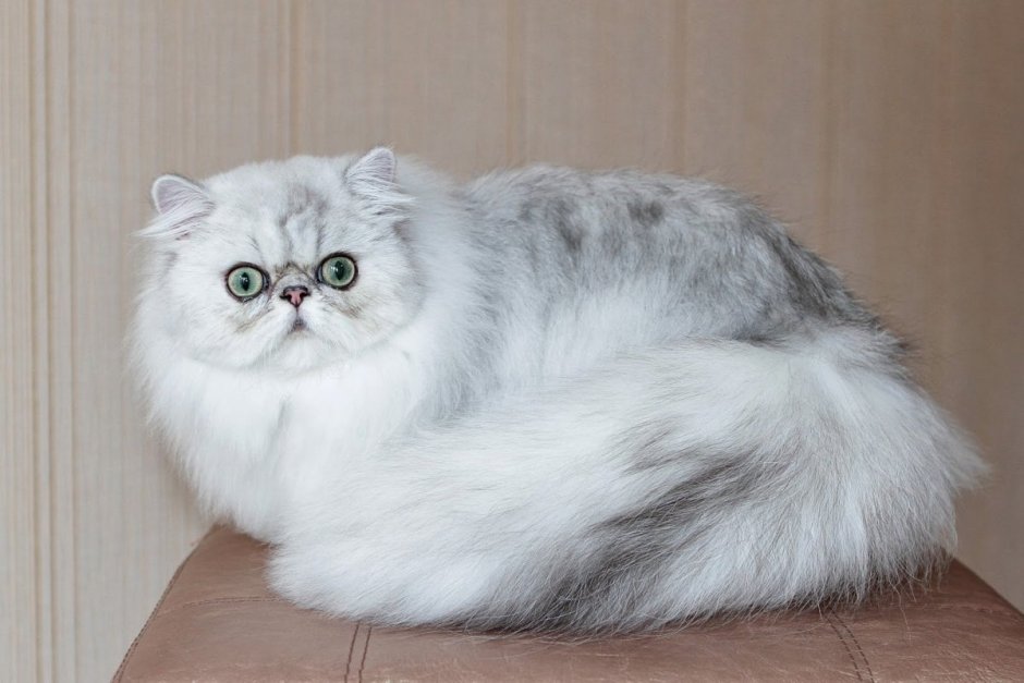 Британская шиншилла серебристая затушеванная