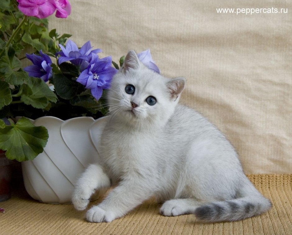 Шотландская серебристая шиншилла