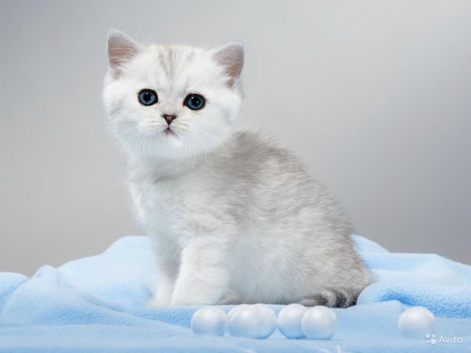 Британская шиншилла длинношерстная кошка серая