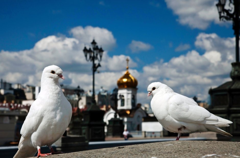 Заснеженный Петербург