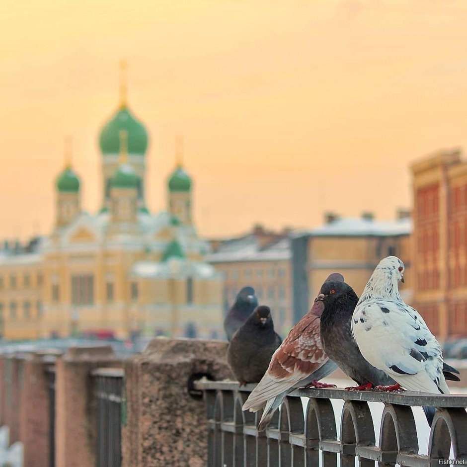 Голуби во дворе