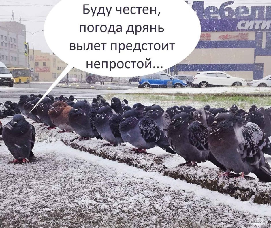 Голуби зимой в лесу