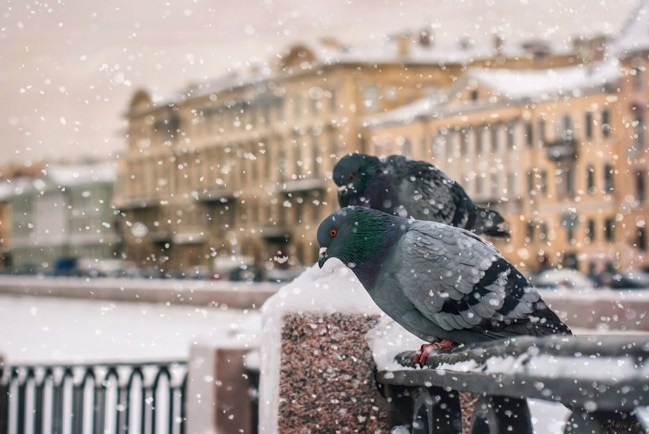 Голубятник зимой