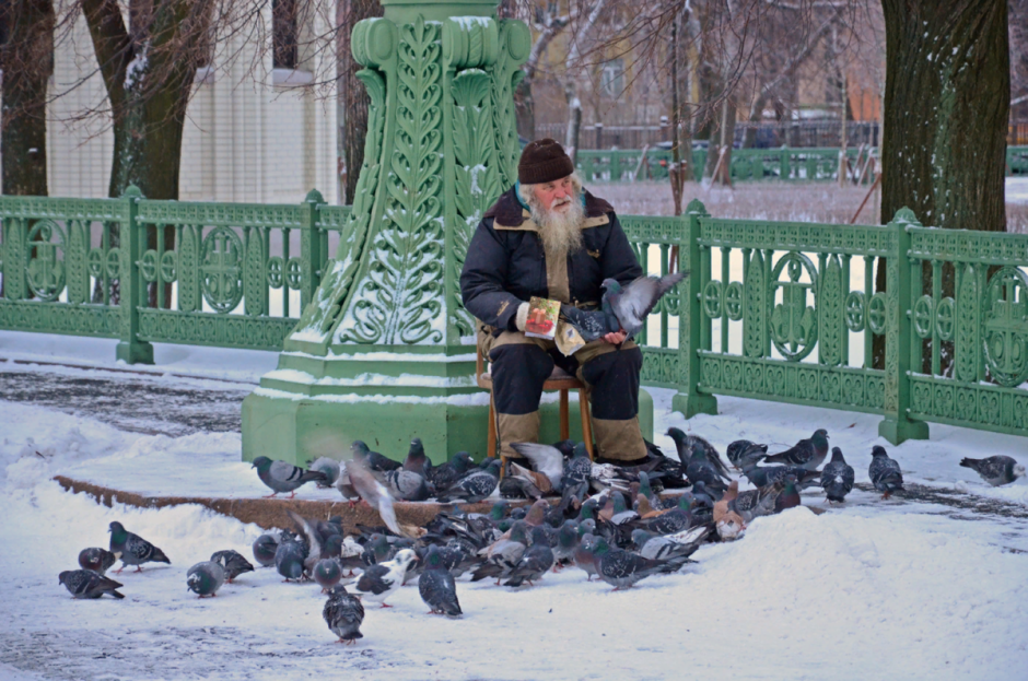 Голубь зима