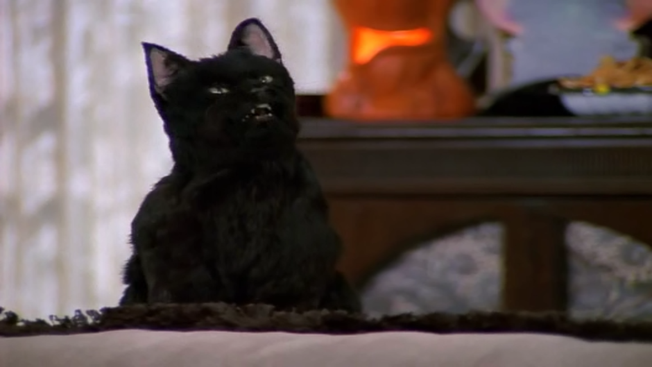 Плачущий кот Салем