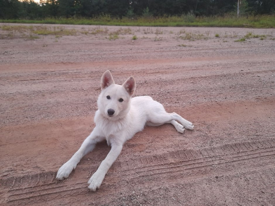 1к в лайке
