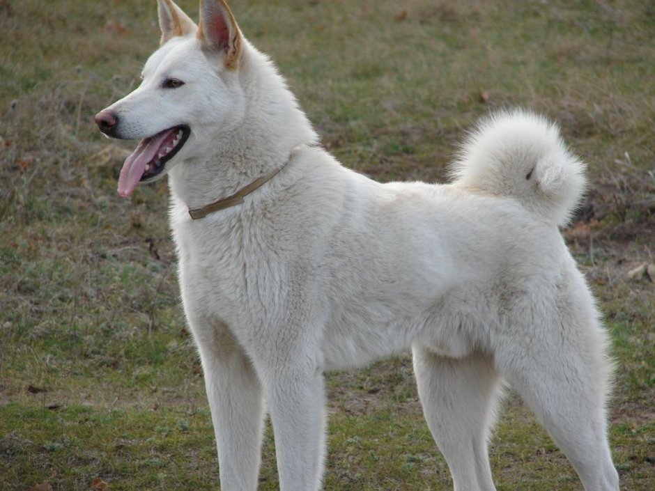 White Siberian Husky Puppy