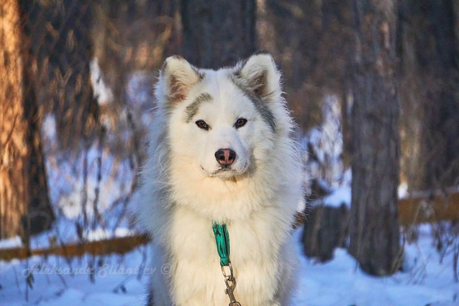 Хаски белые красивые маленькие