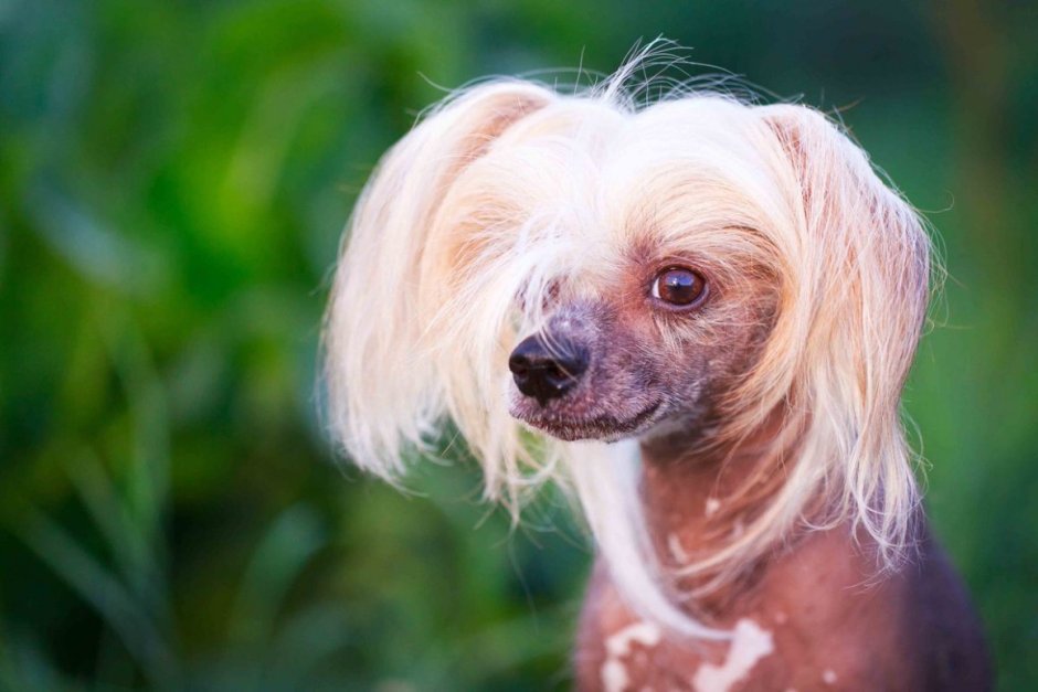 Китайская хохлатая собака (Chinese Crested)