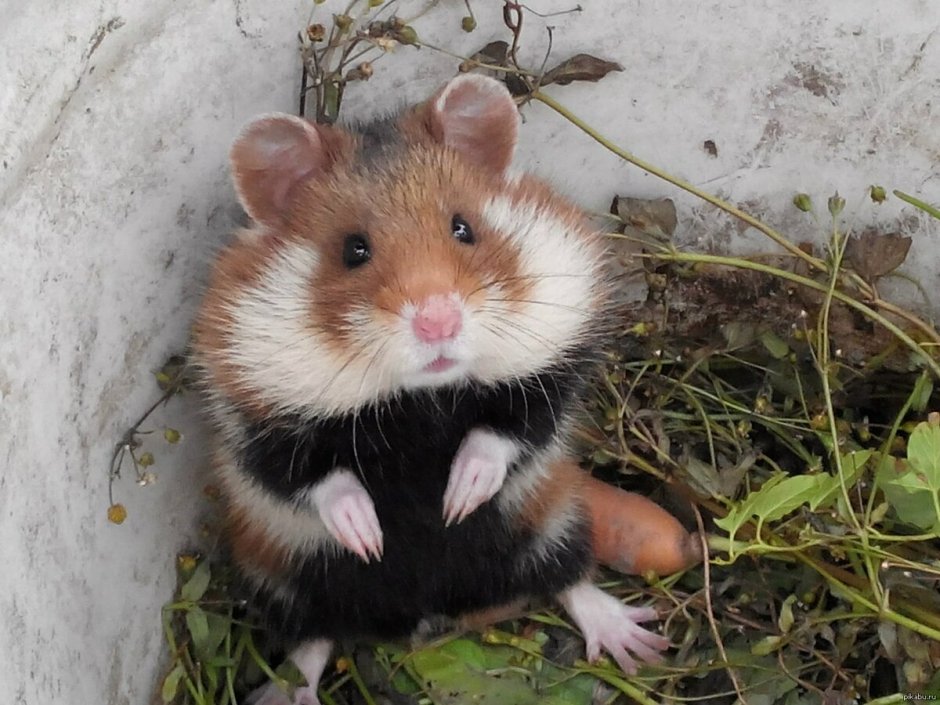 Обыкновенный хомяк Cricetus Cricetus