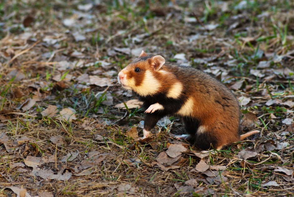 Хомяк Cricetus Cricetus карбыш злится