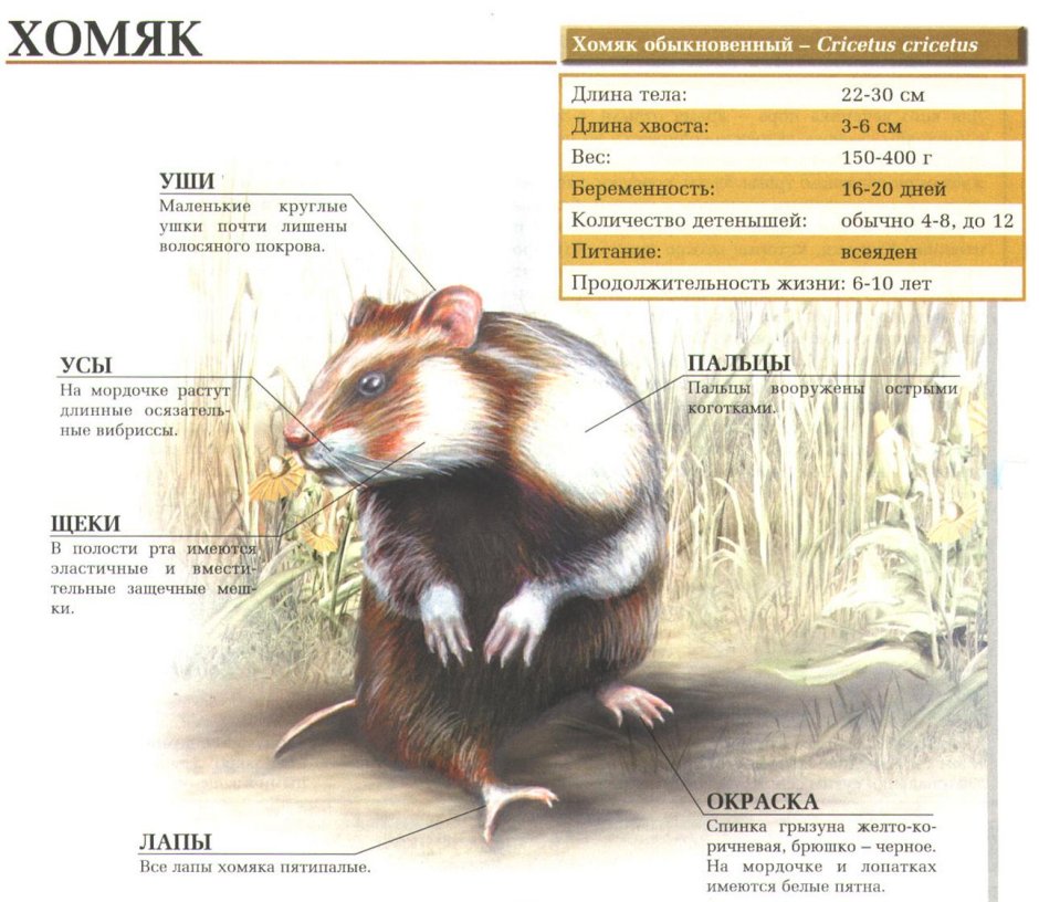 Степной хомяк карбыш