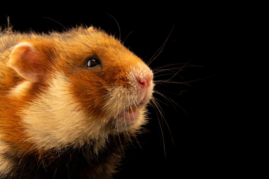 Хомяк Cricetus Cricetus карбыш раскинул лапы