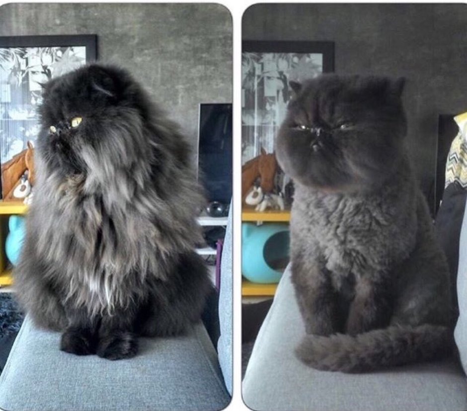 Стрижка кота до и после