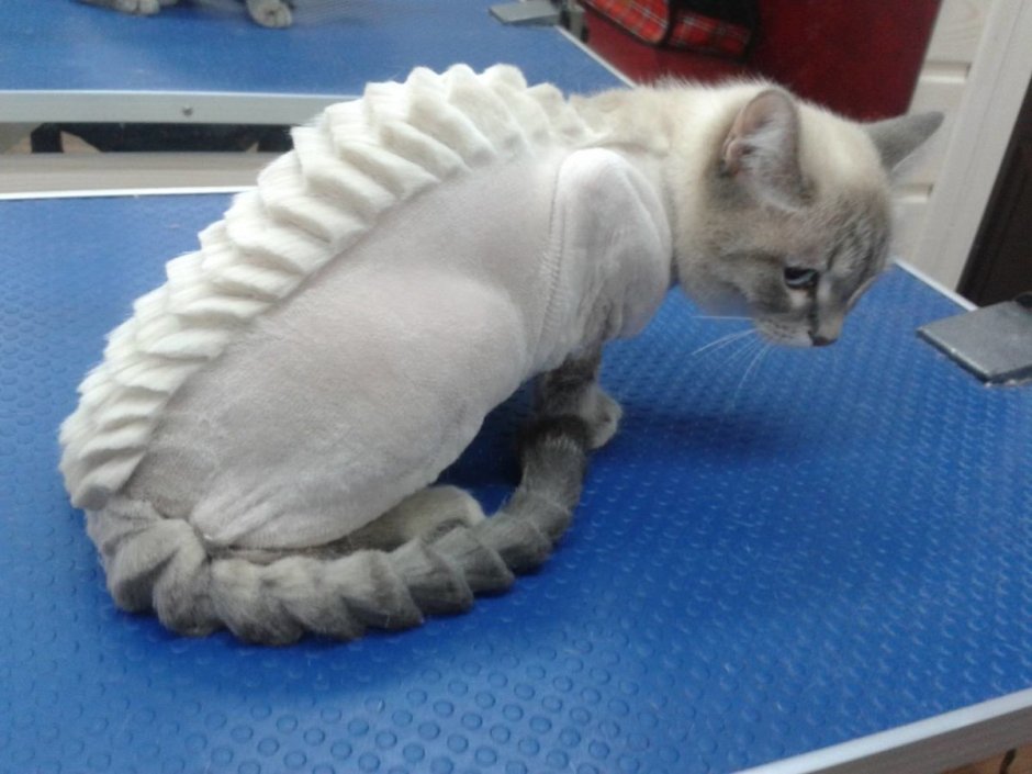 Необычные стрижки кошек