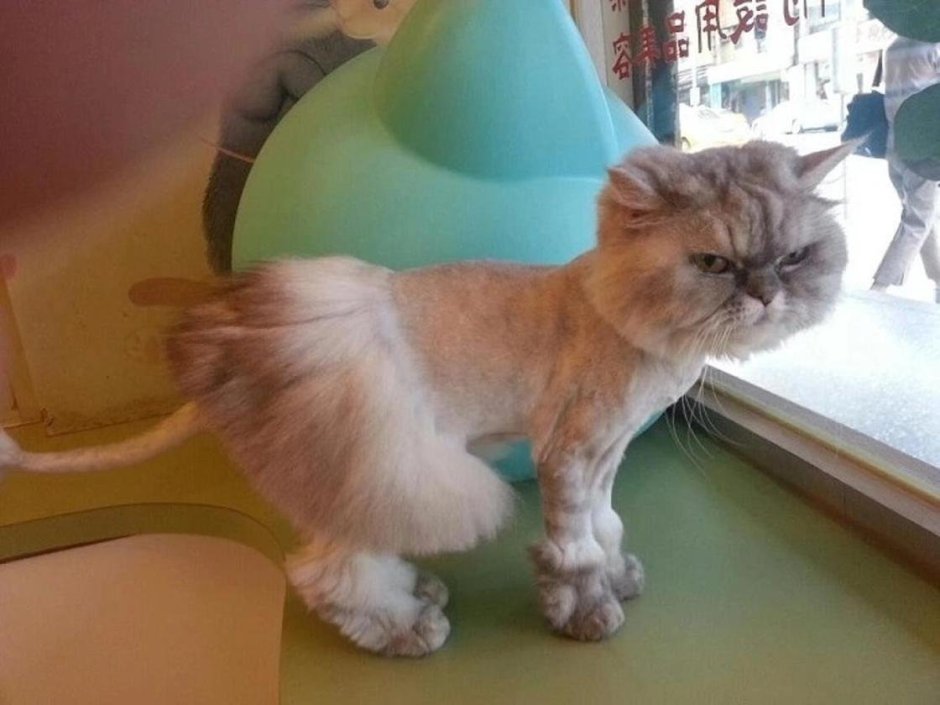 Стрижка кота
