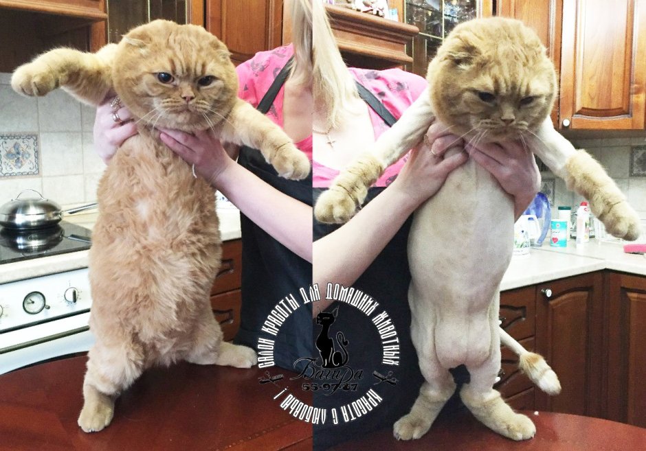 Стрижка кошек Сыктывкар