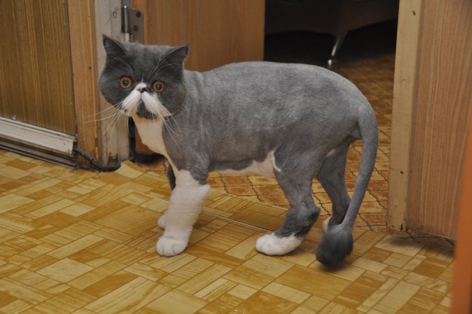Пума стрижка кота