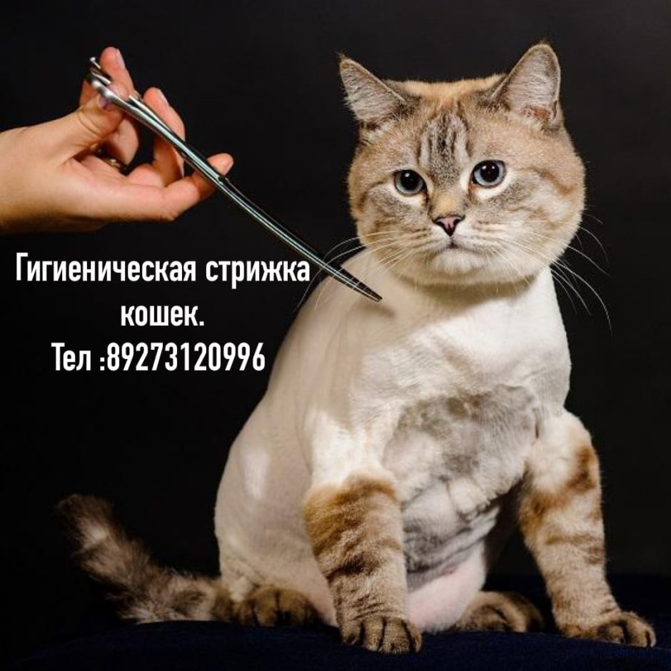 Стрижка котов