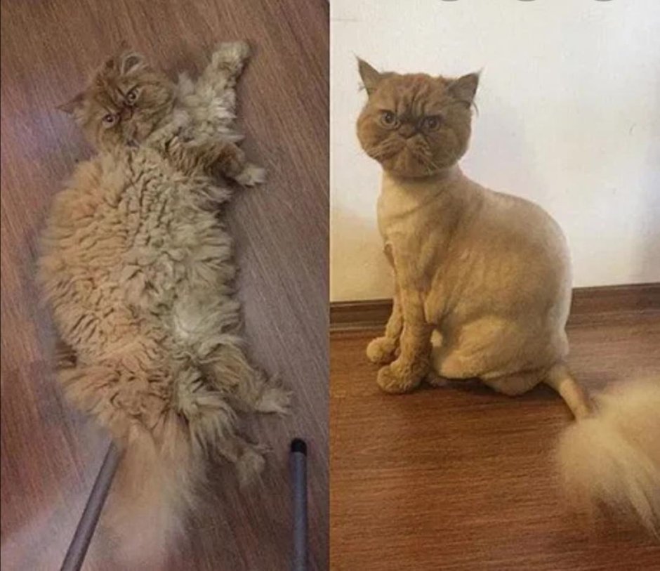 Стрижка кошек до и после