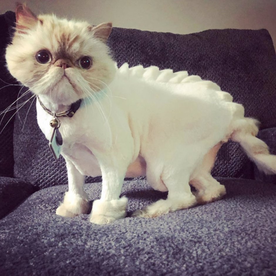 Модные стрижки котов