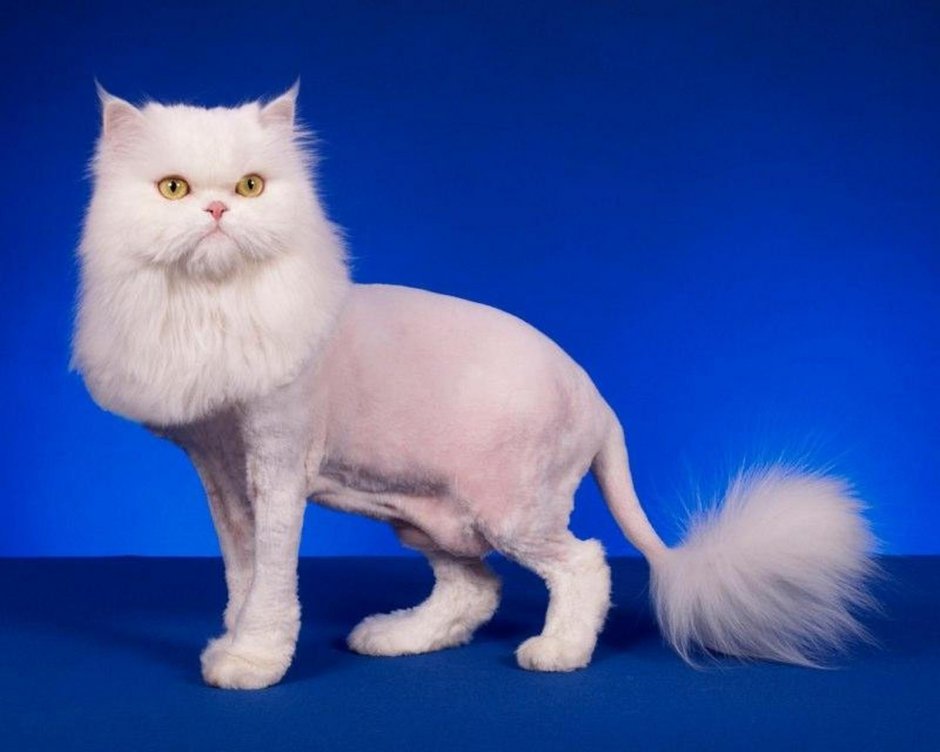 Грумер стрижка кота