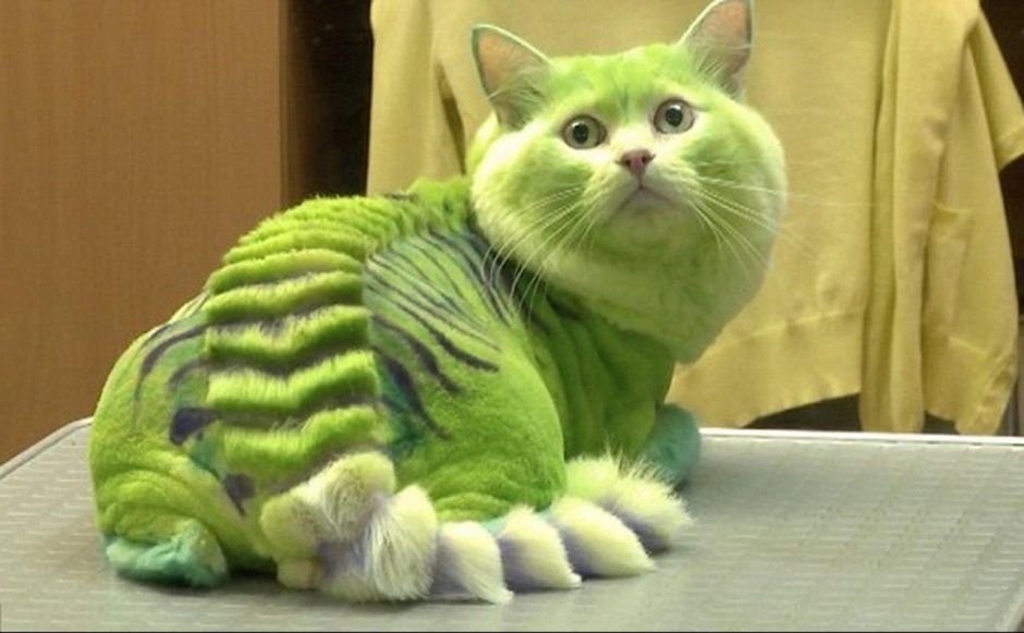 Кошку покрасили