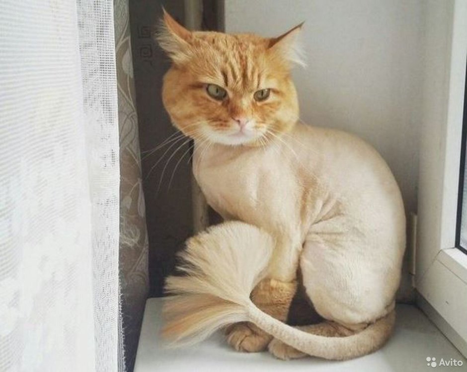 Постриженный рыдий кот