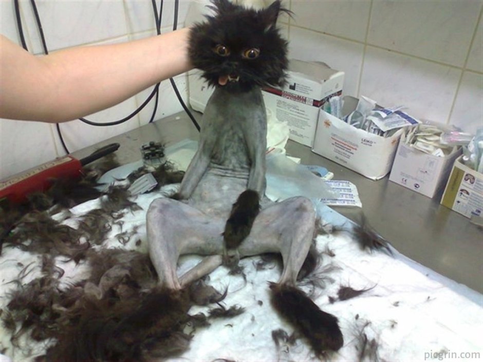 Постриг кота