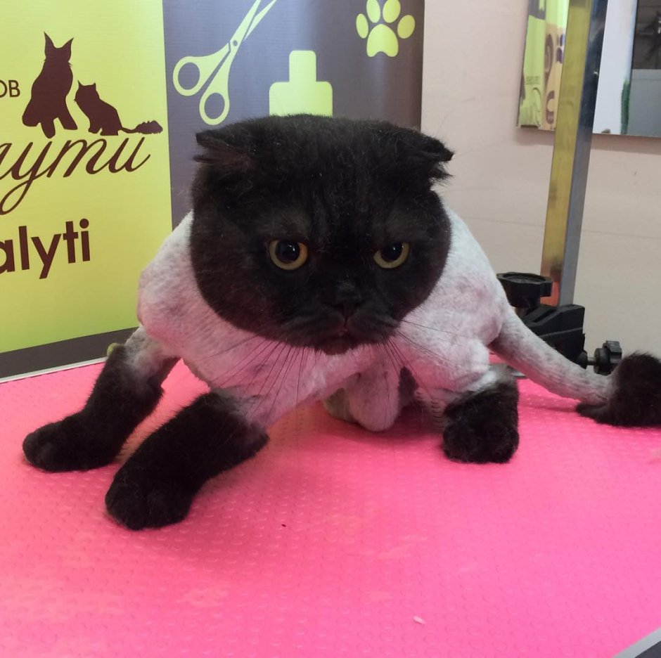 Стриженный вислоухий кот