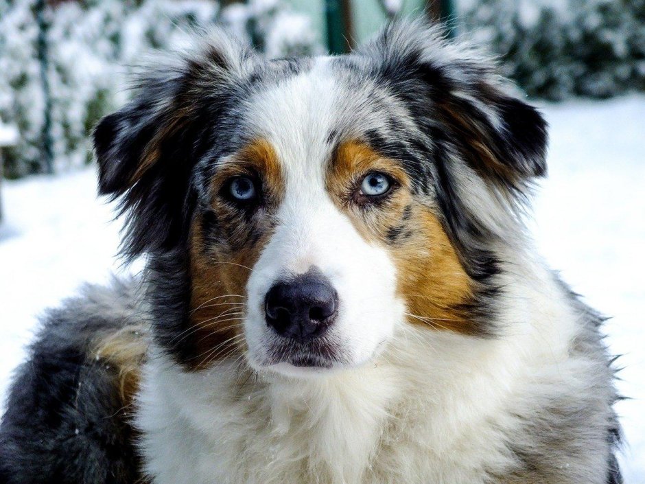 Бордер колли Ким