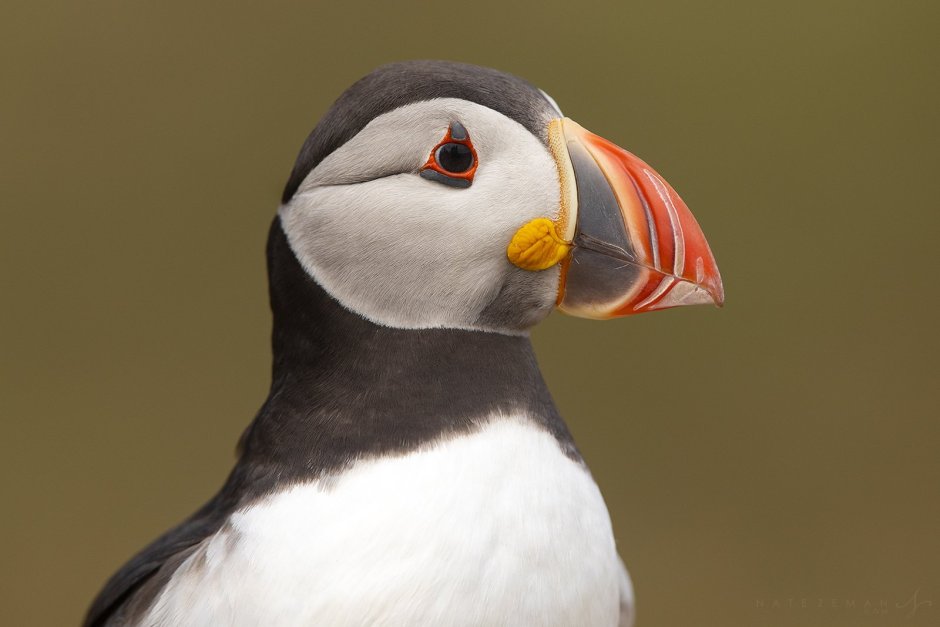 Puffin Тукан