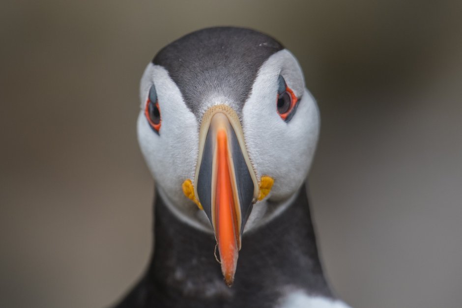 Eye Puffin close up