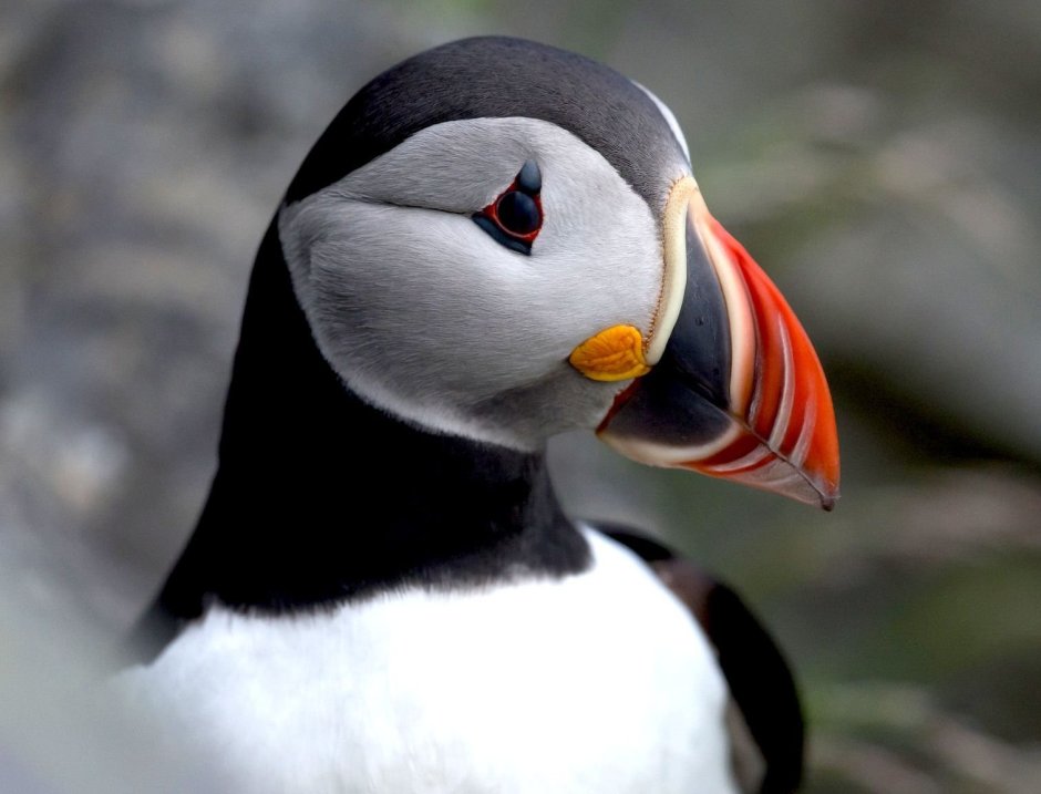 Атлантический тупик (Fratercula Arctica)