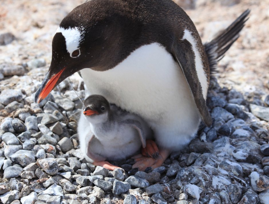 Атлантический тупик (Fratercula Arctica)