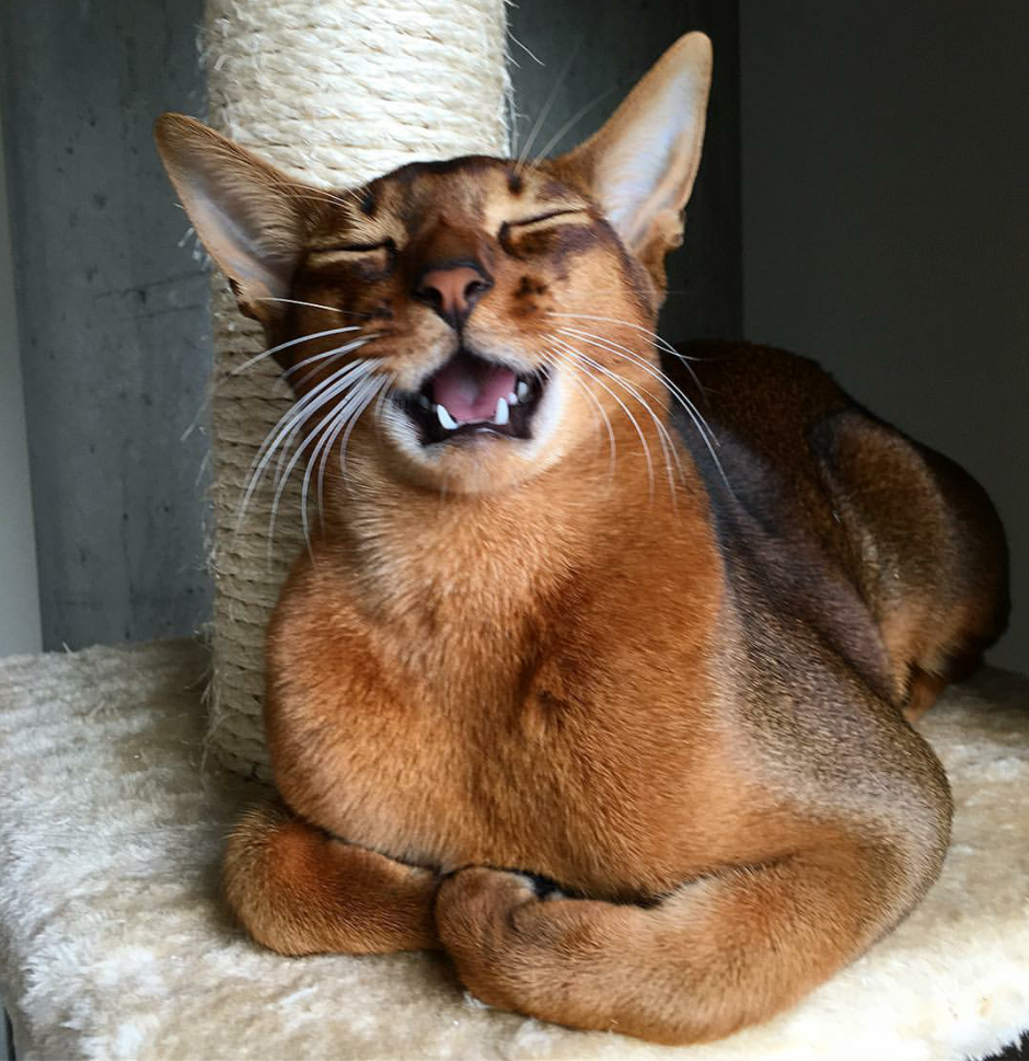 Кот абиссинец улыбается